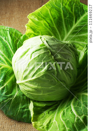 キャベツ キャベツ 111669217