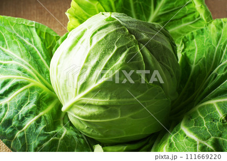 キャベツ 111669220