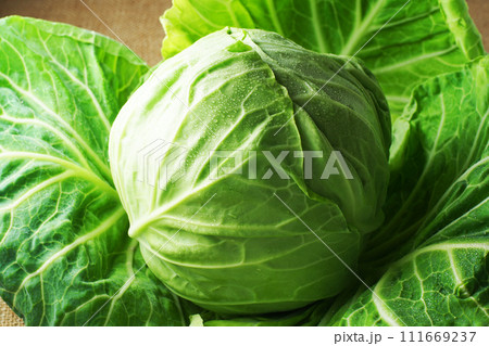 キャベツ 111669237