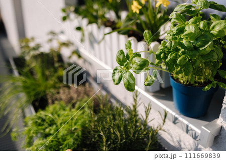 A flowerpot with seedlings of plants and various greens under the window on the terrace A flowerpot with seedlings of plants and various greens under the window on the terrace 111669839