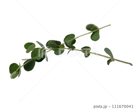 ユーカリ（丸葉） 111670041