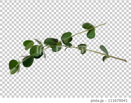 ユーカリ（丸葉） 111670041