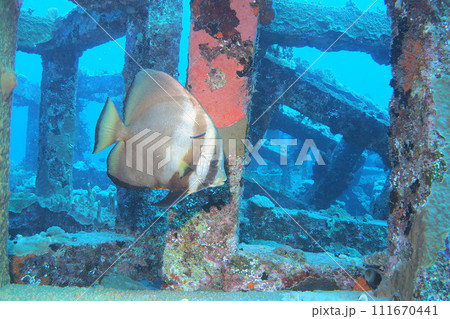 クリーニングされるアカククリ 沖縄の海 クリーニングされるアカククリ 沖縄の海 111670441
