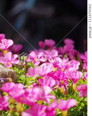 鮮やかなピンク色の庭の花 111670562