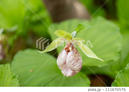 クマガイソウの花 クマガイソウの花 111670576