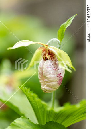 クマガイソウの花 111670579