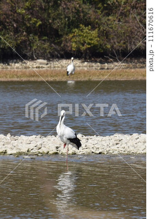 お帰り コウノトリ 伊丹市 昆陽池公園 再飛来 お帰り コウノトリ 伊丹市 昆陽池公園 再飛来 111670616