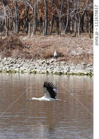 お帰り コウノトリ 伊丹市 昆陽池公園 再飛来 お帰り コウノトリ 伊丹市 昆陽池公園 再飛来 111670617