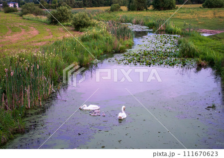 a pair of white swans with their chicks, swimming in a small overgrown river in the middle of a green meadow a pair of white swans with their chicks, swimming in a small overgrown river in the middle of a green meadow 111670623