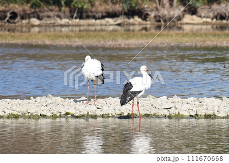 お帰り コウノトリ 伊丹市 昆陽池公園 再飛来 お帰り コウノトリ 伊丹市 昆陽池公園 再飛来 111670668