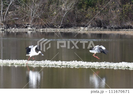 お帰り　コウノトリ　伊丹市　昆陽池公園　再飛来 111670671