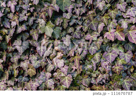 Lush Lush Green Ivy Texture Background, Wall of Hedera HelixGreen Ivy Texture Background, Wall of Hedera Helix 111670787