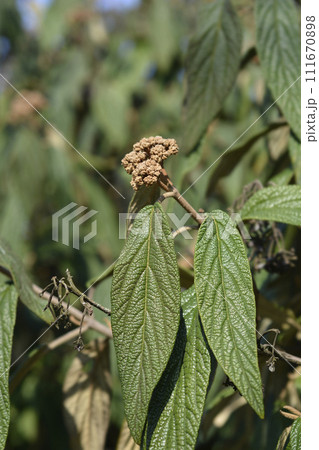 Wrinkled viburnum 111670898