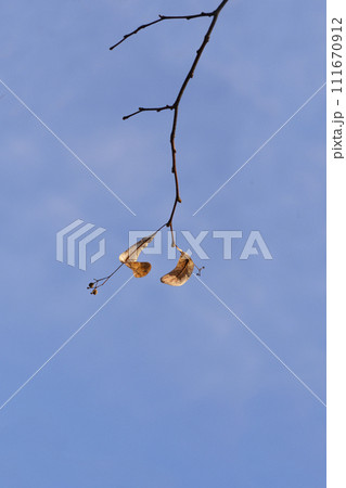 Small-leaved lime 111670912
