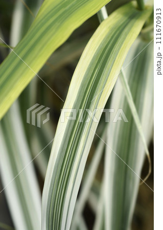 Giant reed Ely 111670913