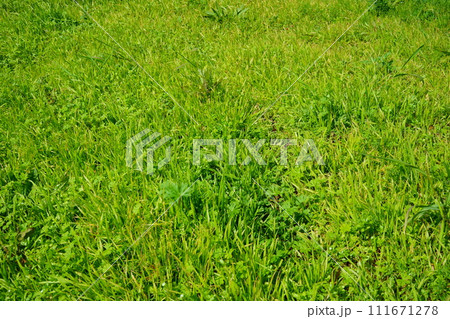 雑草に覆われた空き地 雑草に覆われた空き地 111671278