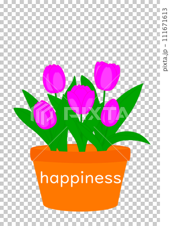 happiness flowerpot pink tulips 111671613