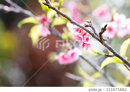 春の訪れを告げる桜 111671662