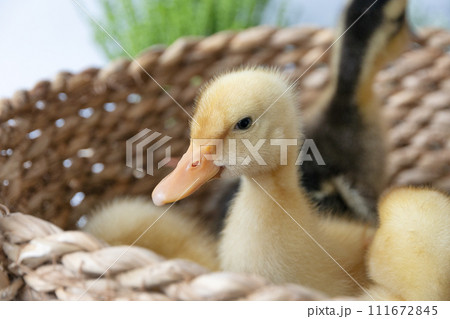 small yellow ducklings in wicker basket on sunny day, selective focus small yellow ducklings in wicker basket on sunny day, selective focus 111672845
