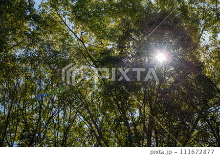木々の間から差し込む太陽 木々の間から差し込む太陽 111672877