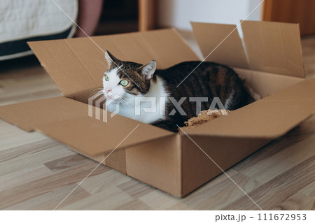 European cat in a delivery paper box. The concept of buying a new home or relocation. Pet sitting in a cardboard box. Looking cat in removal box European cat in a delivery paper box. The concept of buying a new home or relocation. Pet sitting in a cardboard box. Looking cat in removal box 111672953