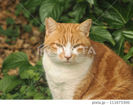 可愛い茶トラ猫 可愛い茶トラ猫 111673300