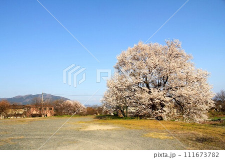 中庄の桜 111673782