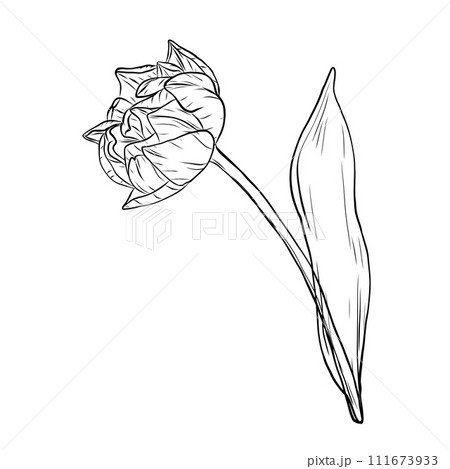 Tulip vector silhouette of beautiful spring flowers design. Trendy botanical elements. Hand drawn line leaves and blooming. Wedding elegant wildflowers for invitation save the date card Tulip vector silhouette of beautiful spring flowers design. Trendy botanical elements. Hand drawn line leaves and blooming. Wedding elegant wildflowers for invitation save the date card 111673933