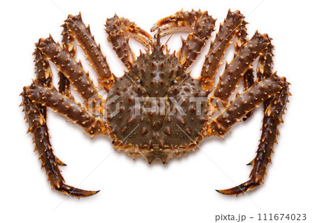 活タラバガニ 活タラバガニ 111674023