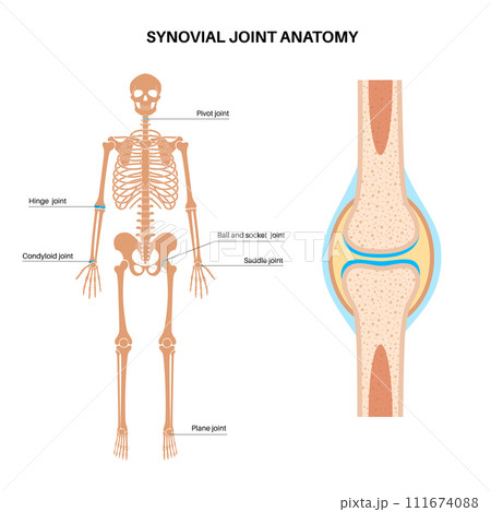 Synovial joint poster Synovial joint poster 111674088