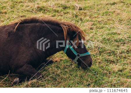 brown horse grazing in green field, nature banner 111674645