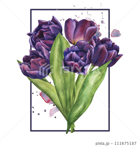 Watercolor tulip flowers bouquet. Template of spring flowers for floral design for valentine day, 8 march, mothers day, easter. Hand drawn floral illustration of blooming plants Watercolor tulip flowers bouquet. Template of spring flowers for floral design for valentine day, 8 march, mothers day, easter. Hand drawn floral illustration of blooming plants 111675187