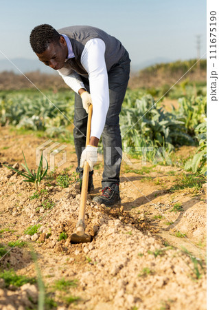 Man hoeing between onion plants Man hoeing between onion plants 111675190
