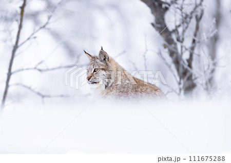 Portrait of a lynx cat sitting in the beautiful winter forest snow Portrait of a lynx cat sitting in the beautiful winter forest snow 111675288