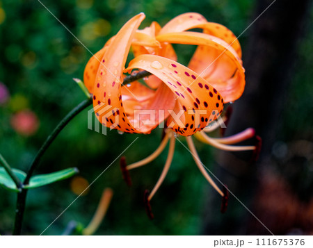 The image captures a vibrant orange lily with spots, showcasing its intricate stamens amidst green leaves. The image captures a vibrant orange lily with spots, showcasing its intricate stamens amidst green leaves. 111675376