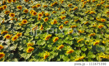 Sunflower flowers in the field, top view. 111675390