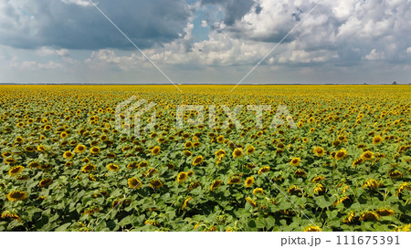 A field of sunflowers under a cloudy sky. A field of sunflowers under a cloudy sky. 111675391