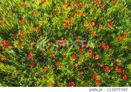 Red poppies on a wheat field on a sunny day, aerial view. Background. 111675392