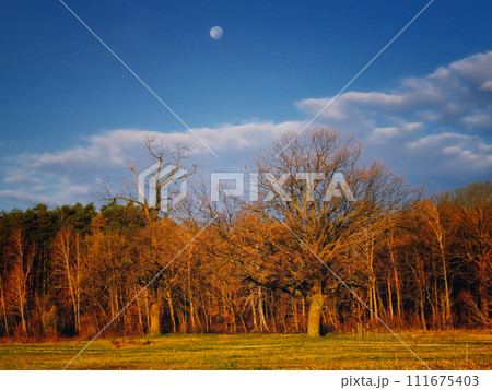 The moon appears in the daytime sky above a wooded area. The moon appears in the daytime sky above a wooded area. 111675403
