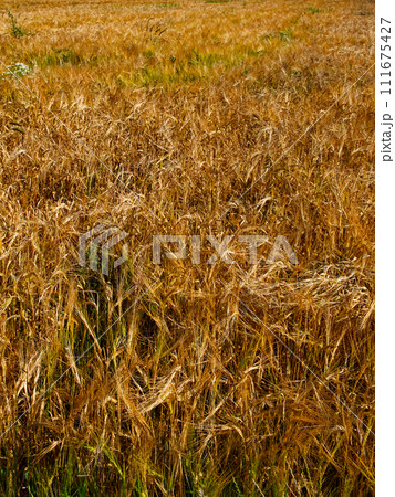 The image displays a dense field of mature, golden barley under sunlight. The image displays a dense field of mature, golden barley under sunlight. 111675427