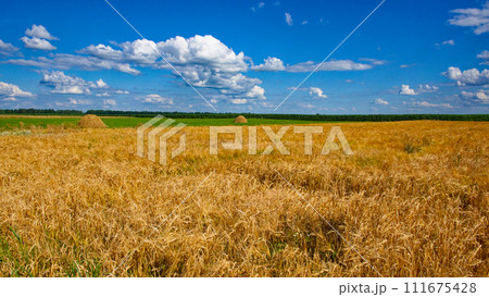 Ripe wheat sways in the foreground with a clear sky above and green fields in the distance. Ripe wheat sways in the foreground with a clear sky above and green fields in the distance. 111675428