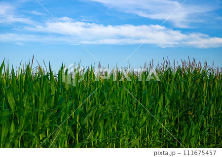 Corn plants in focus, blue sky above. Corn plants in focus, blue sky above. 111675457