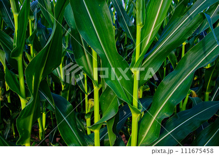 Vibrant corn plants in a field, close view. Vibrant corn plants in a field, close view. 111675458
