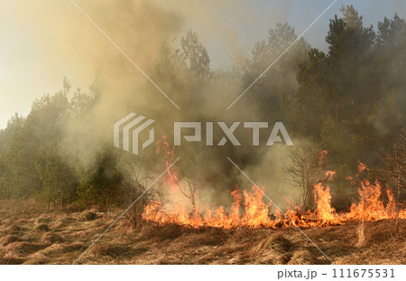 wildfire, forest fire, burning forest 111675531
