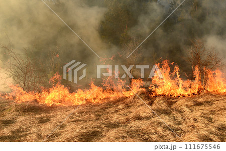 wildfire, forest fire, burning forest 111675546