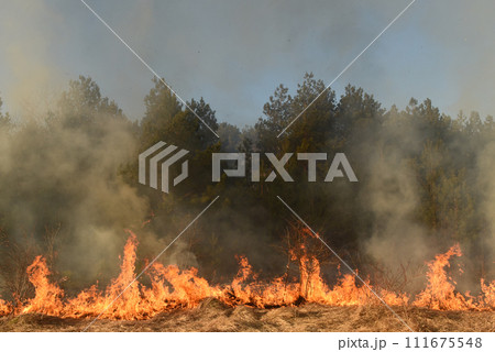 wildfire, forest fire, burning forest wildfire, forest fire, burning forest 111675548