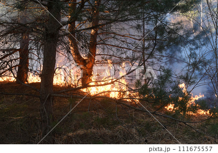 wildfire, forest fire, burning forest wildfire, forest fire, burning forest 111675557
