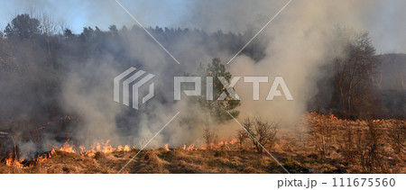 wildfire, forest fire, burning forest 111675560