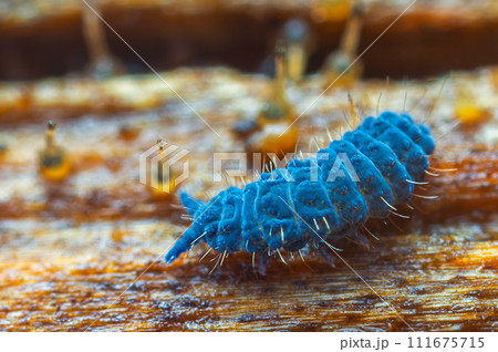 Moss Springtail - Neanura muscorum. Decomposer.  111675715