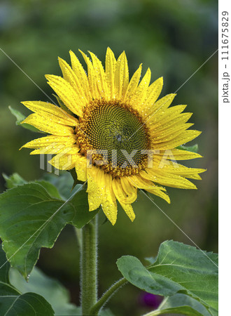 Winter seasonal bright yellow Sunflowers blooming in the of te plant in the roof top pot garden.India. 111675829